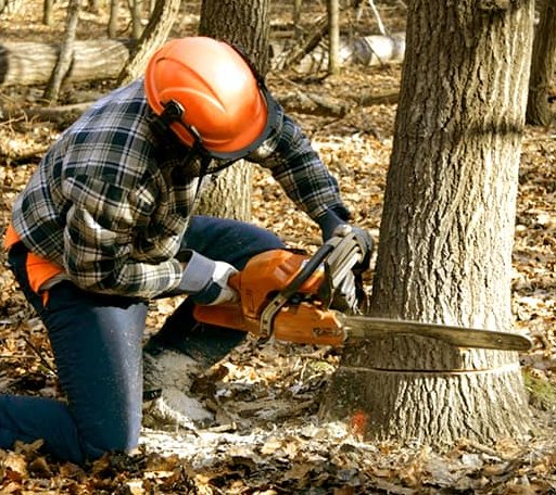 Tree Removal in Iowa City, IA